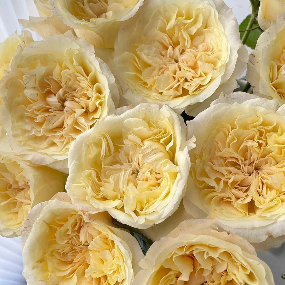 Souffle Florist Shrub Rose