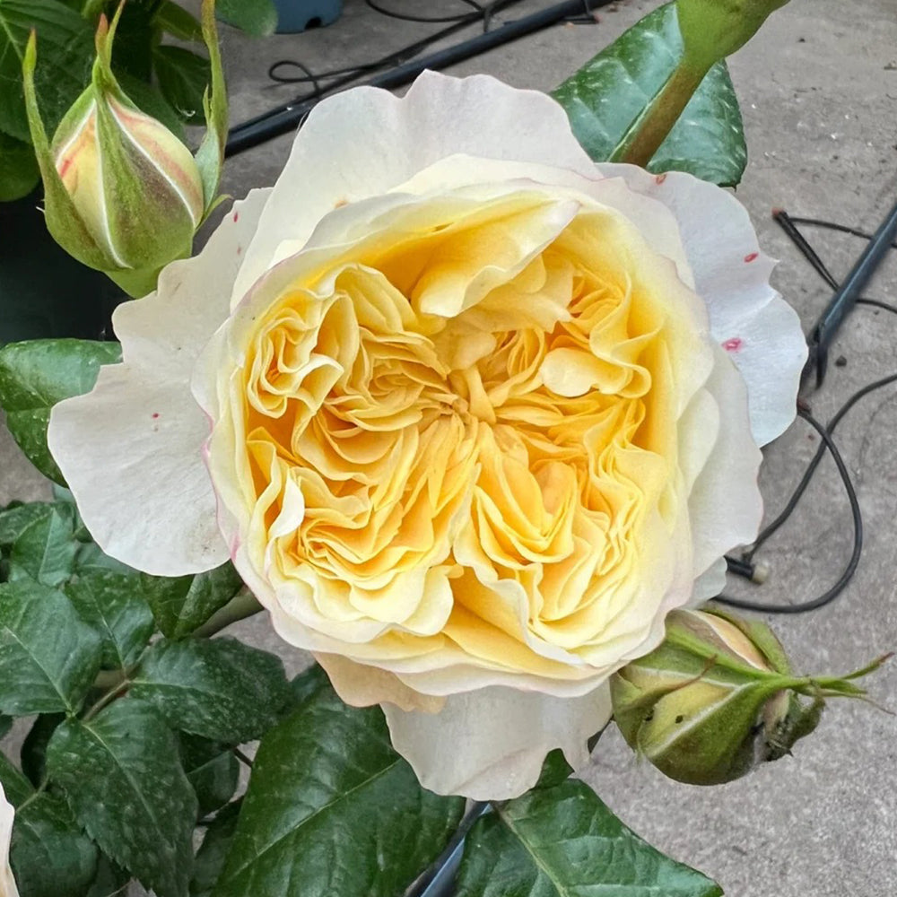Souffle Florist Shrub Rose