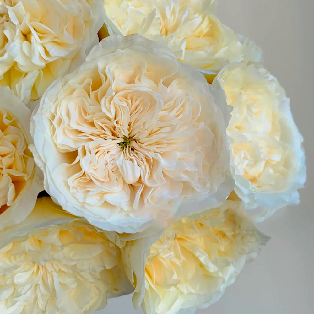 Souffle Florist Shrub Rose