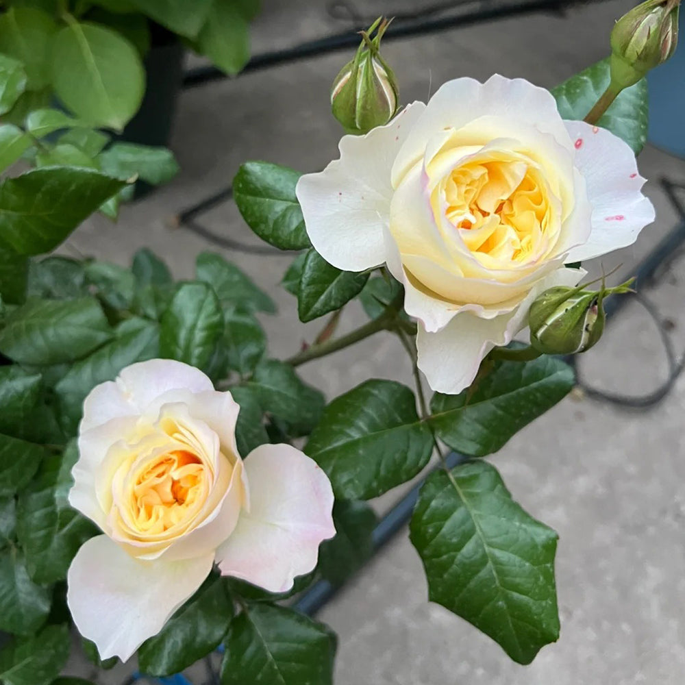 Souffle Florist Shrub Rose