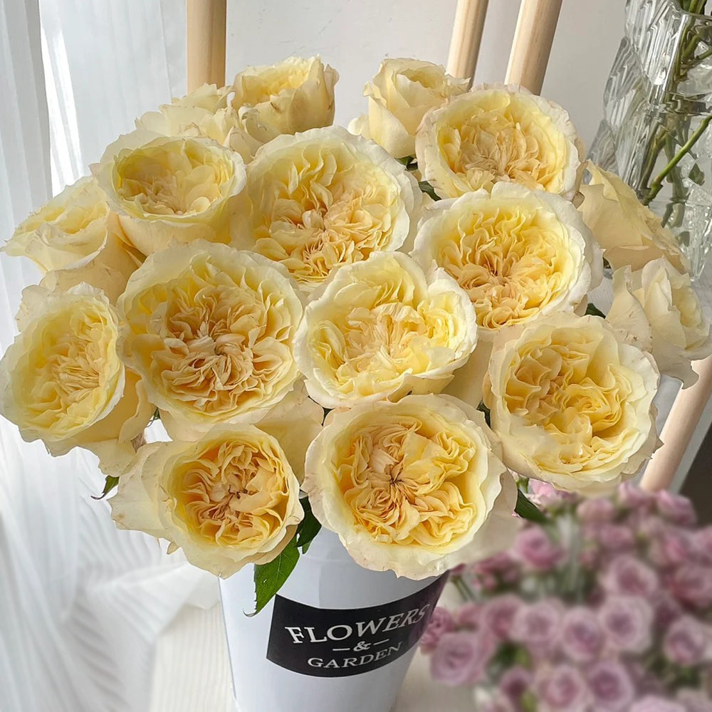 Souffle Florist Shrub Rose