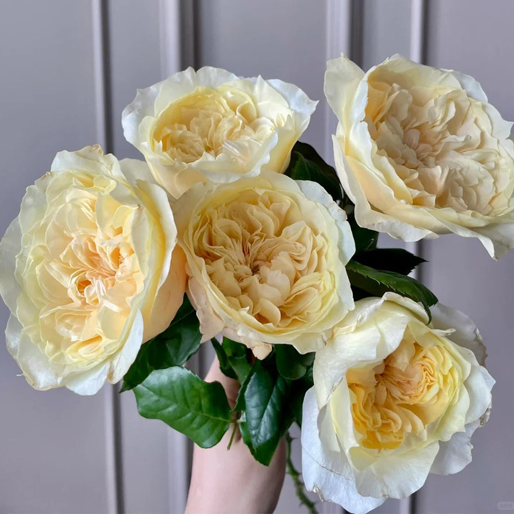 Souffle Florist Shrub Rose