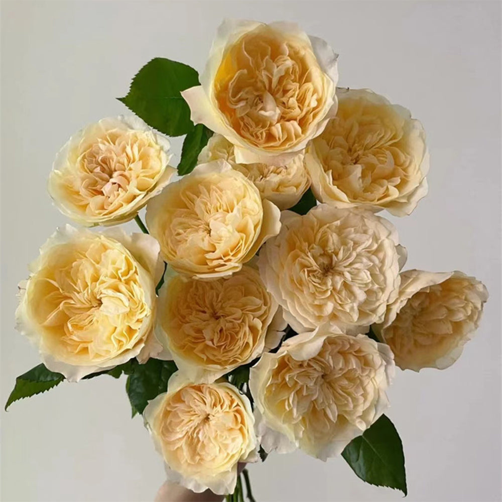 Souffle Florist Shrub Rose