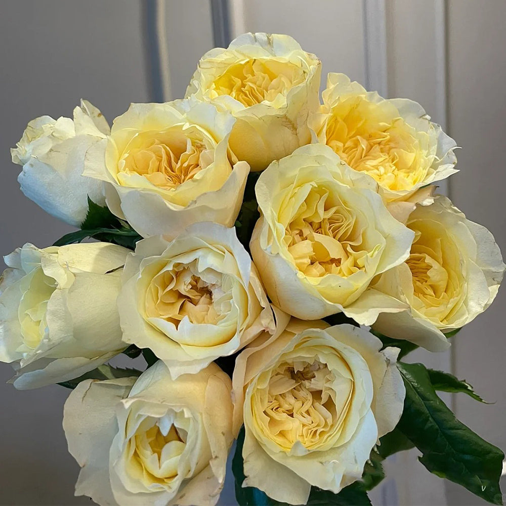 Souffle Florist Shrub Rose