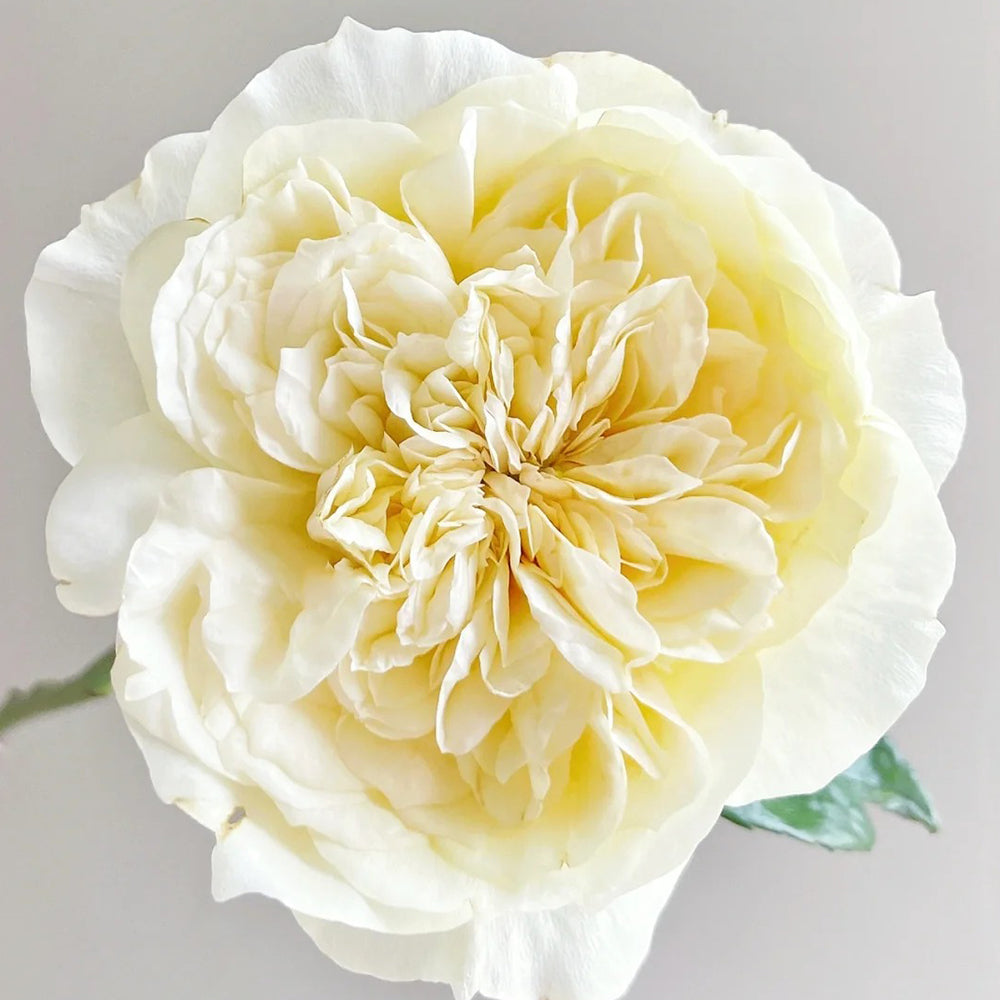 Souffle Florist Shrub Rose