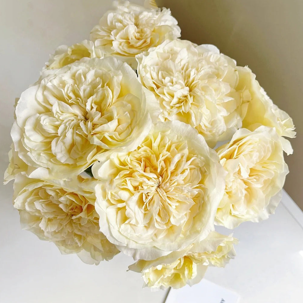 Souffle Florist Shrub Rose
