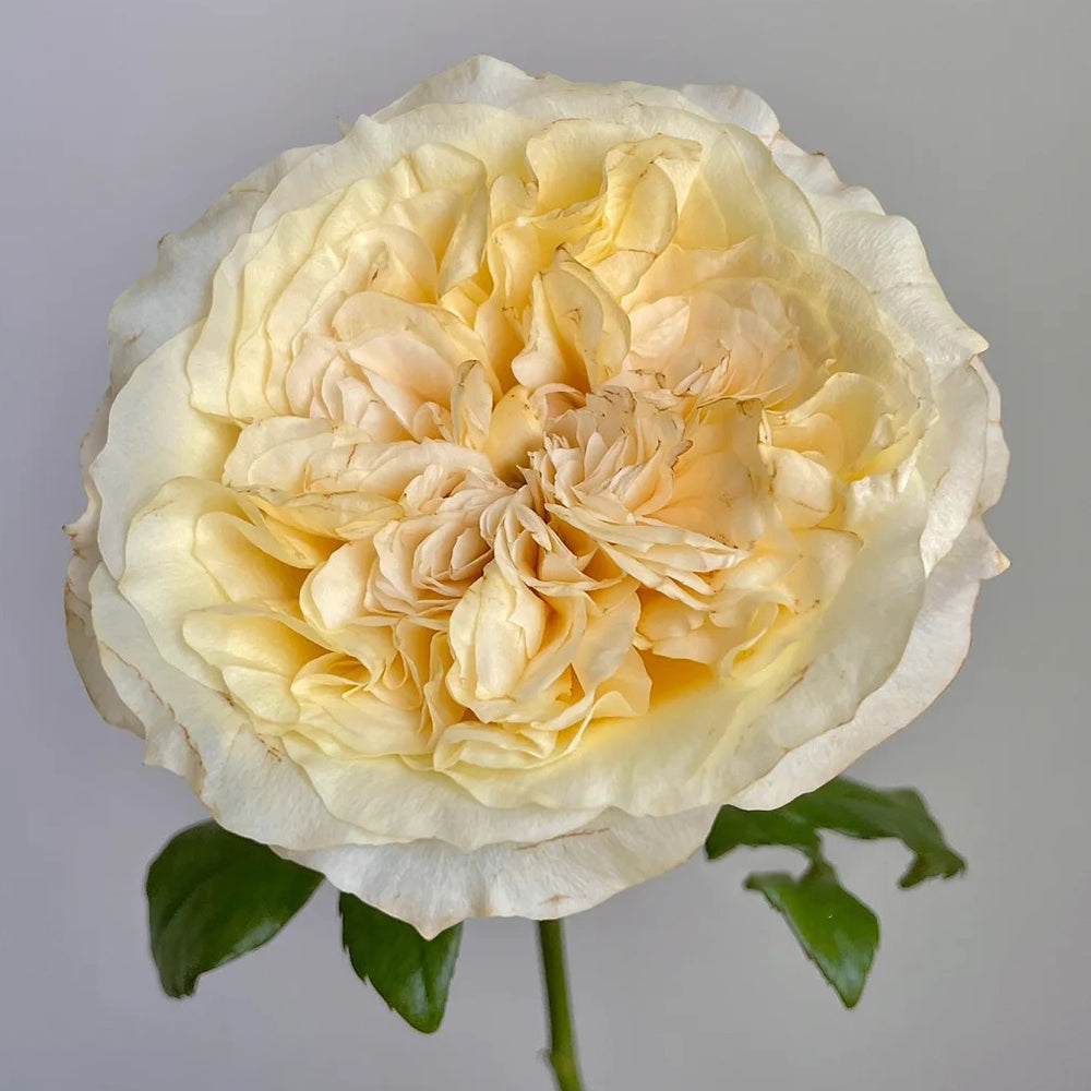 Souffle Florist Shrub Rose