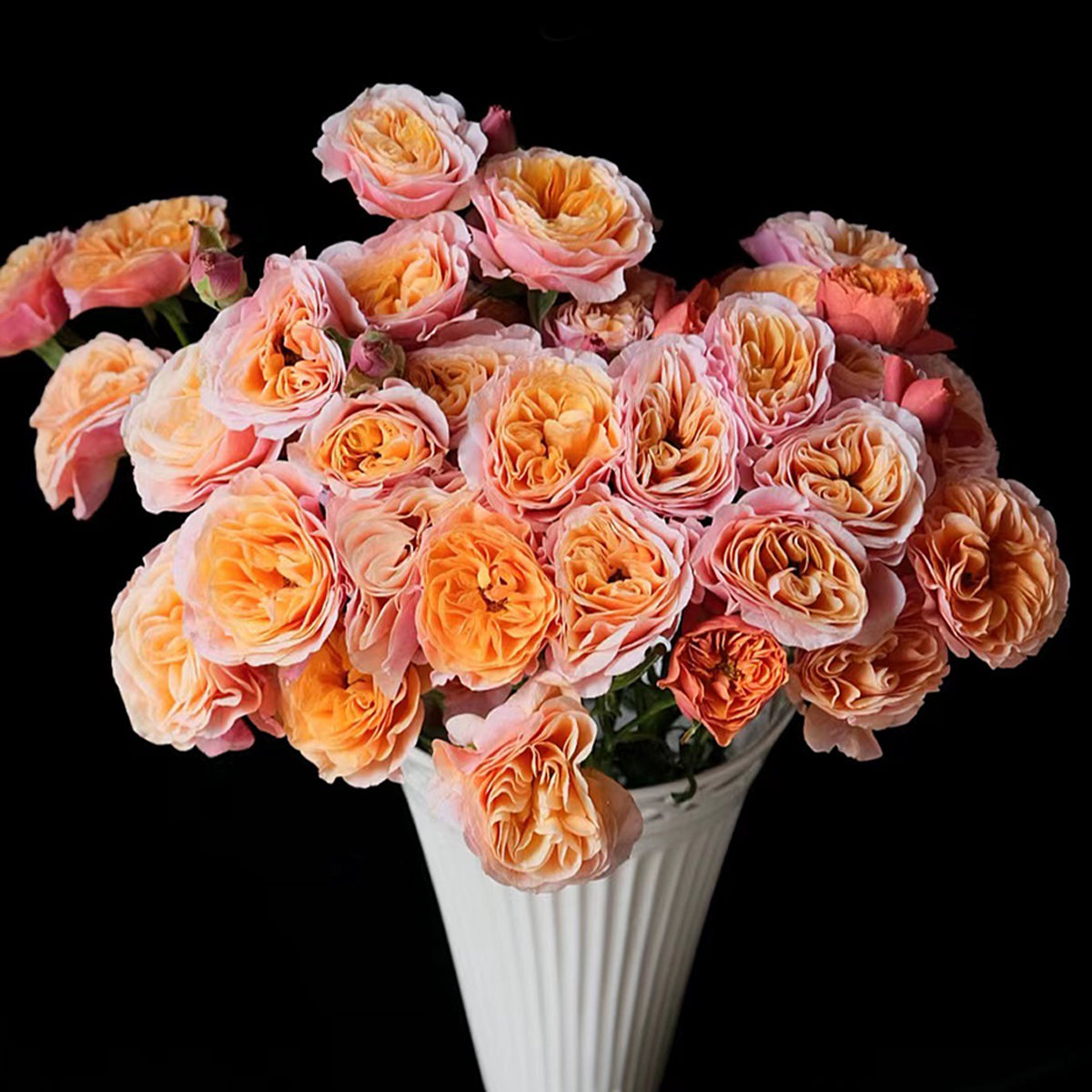 German Florist Shrub Rose Inspired by South Park