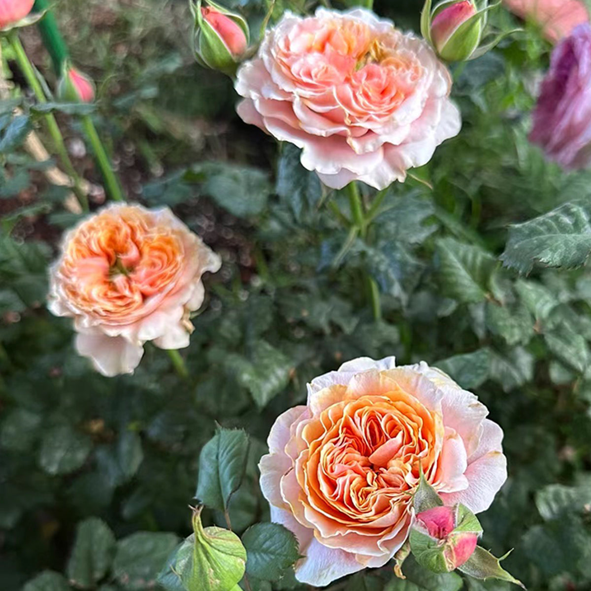 German Florist Shrub Rose Inspired by South Park