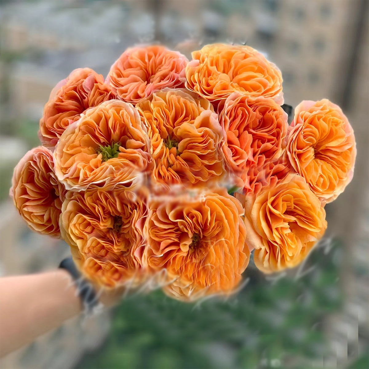 German Florist Shrub Rose Inspired by South Park