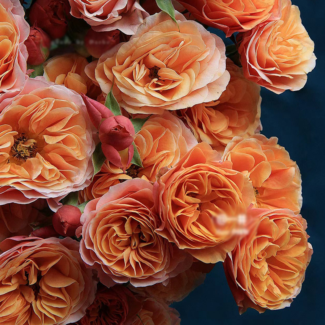German Florist Shrub Rose Inspired by South Park