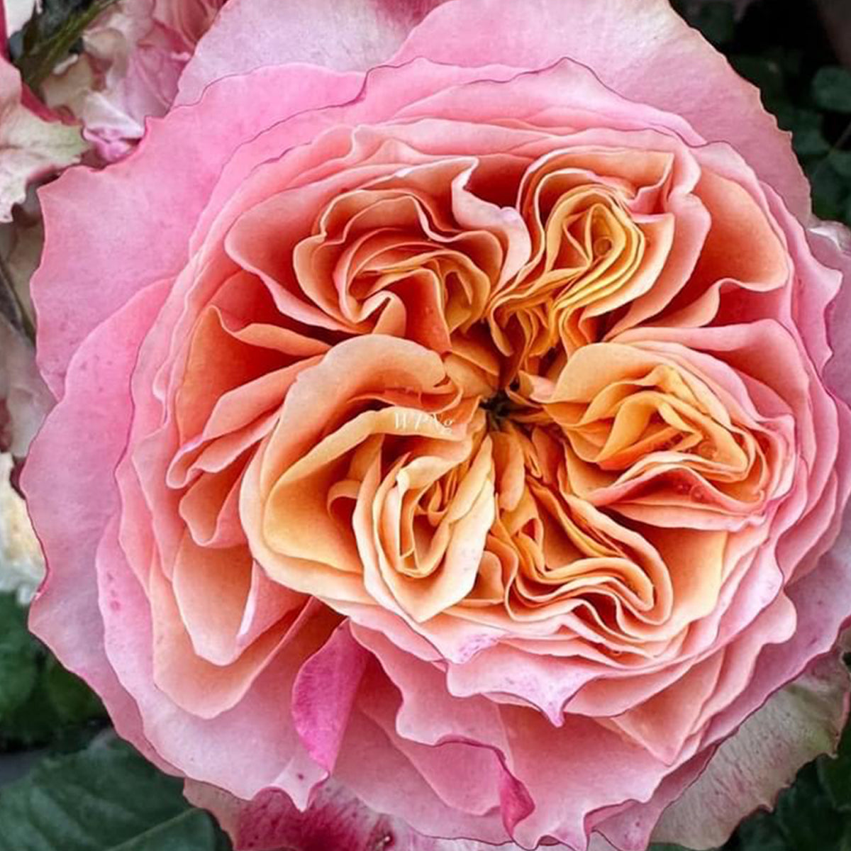 German Florist Shrub Rose Inspired by South Park