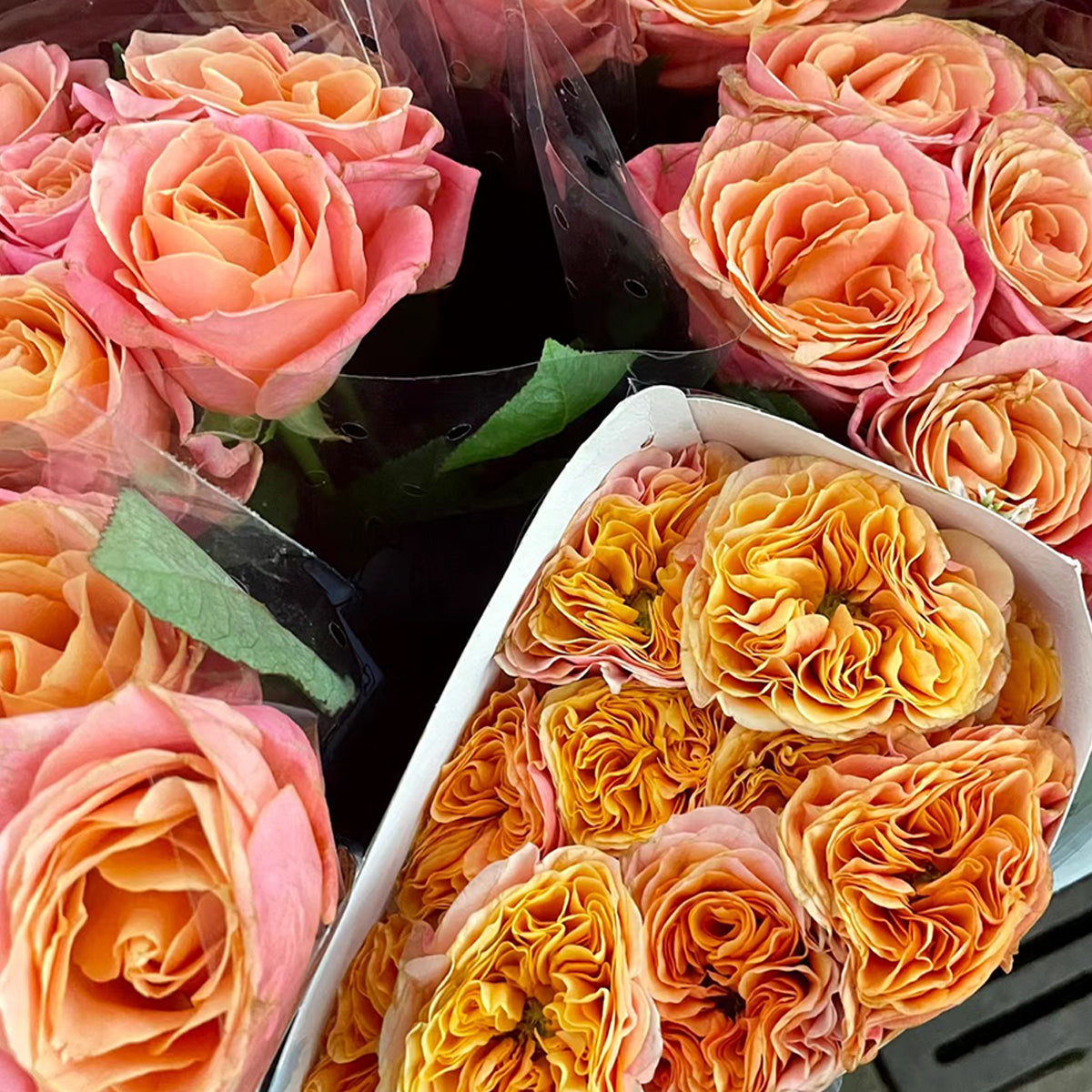 German Florist Shrub Rose Inspired by South Park