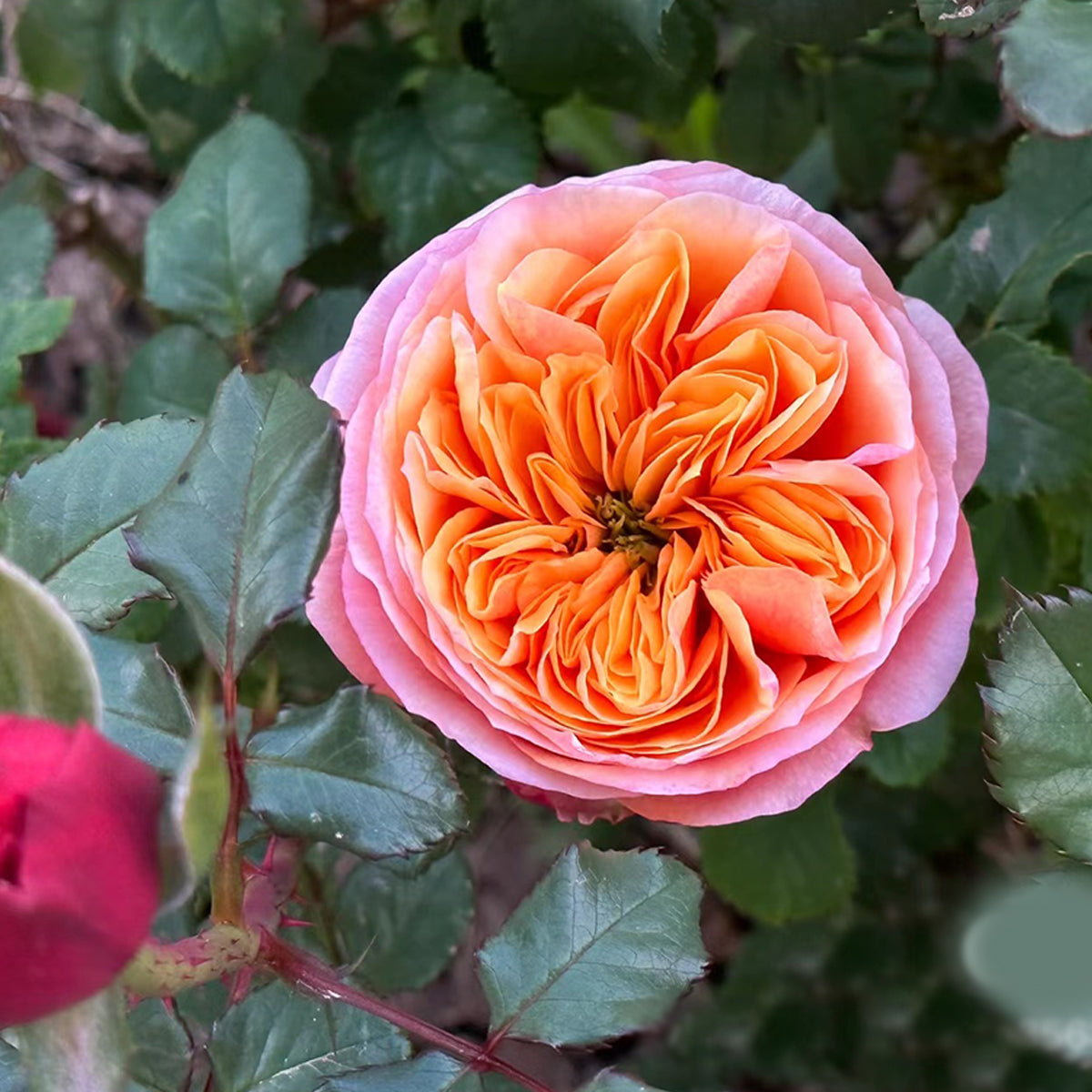 German Florist Shrub Rose Inspired by South Park