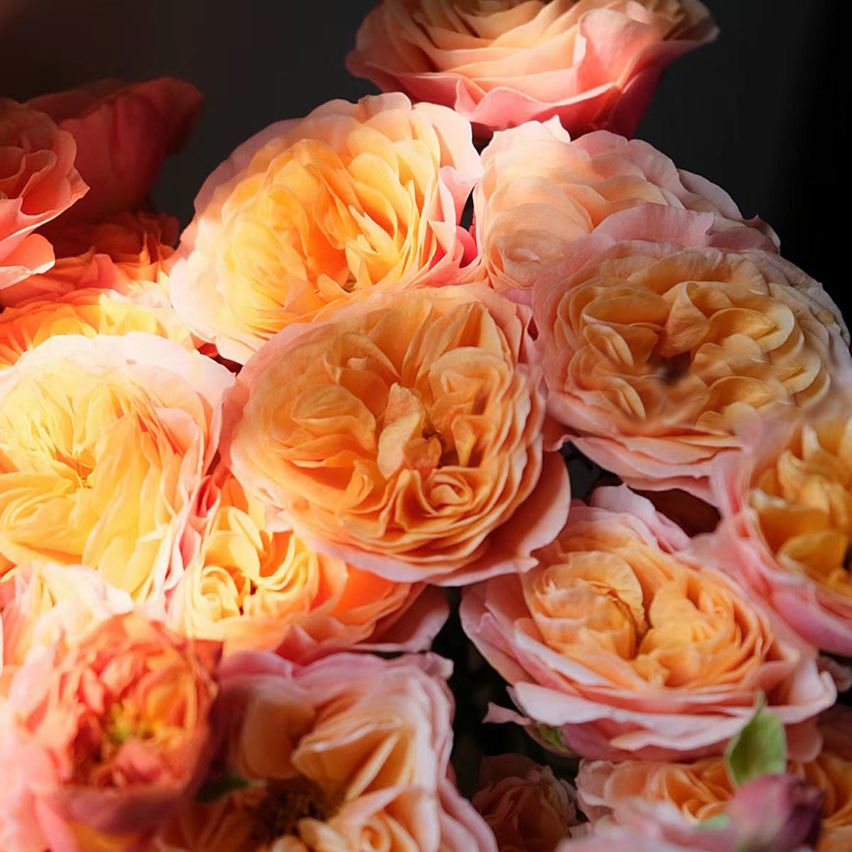 German Florist Shrub Rose Inspired by South Park