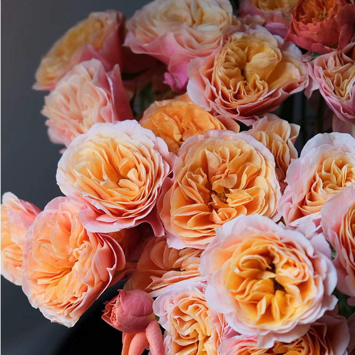 German Florist Shrub Rose Inspired by South Park