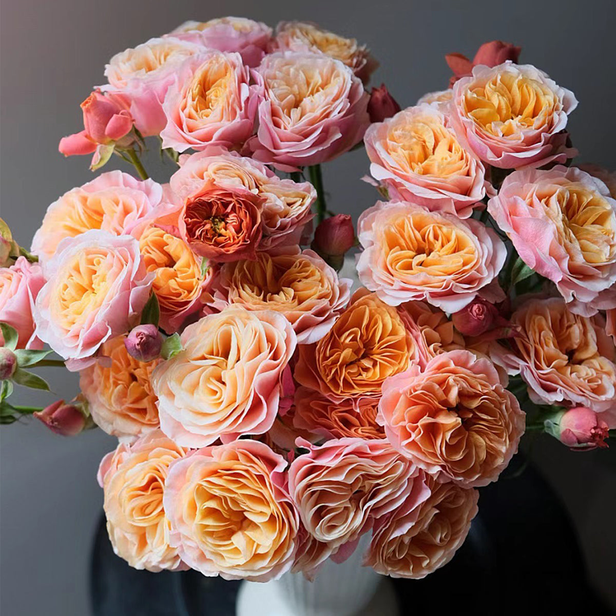 German Florist Shrub Rose Inspired by South Park