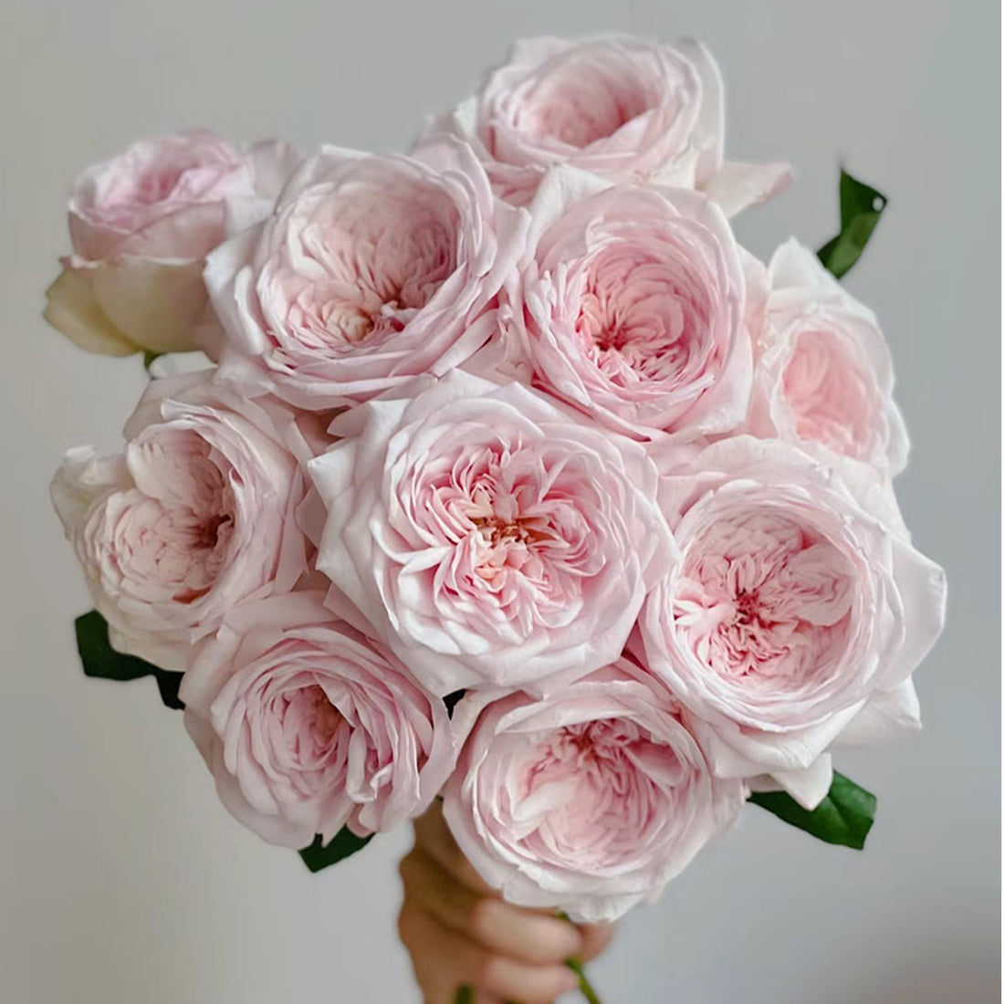 Special Bride Dutch Wedding Florist Shrub Rose