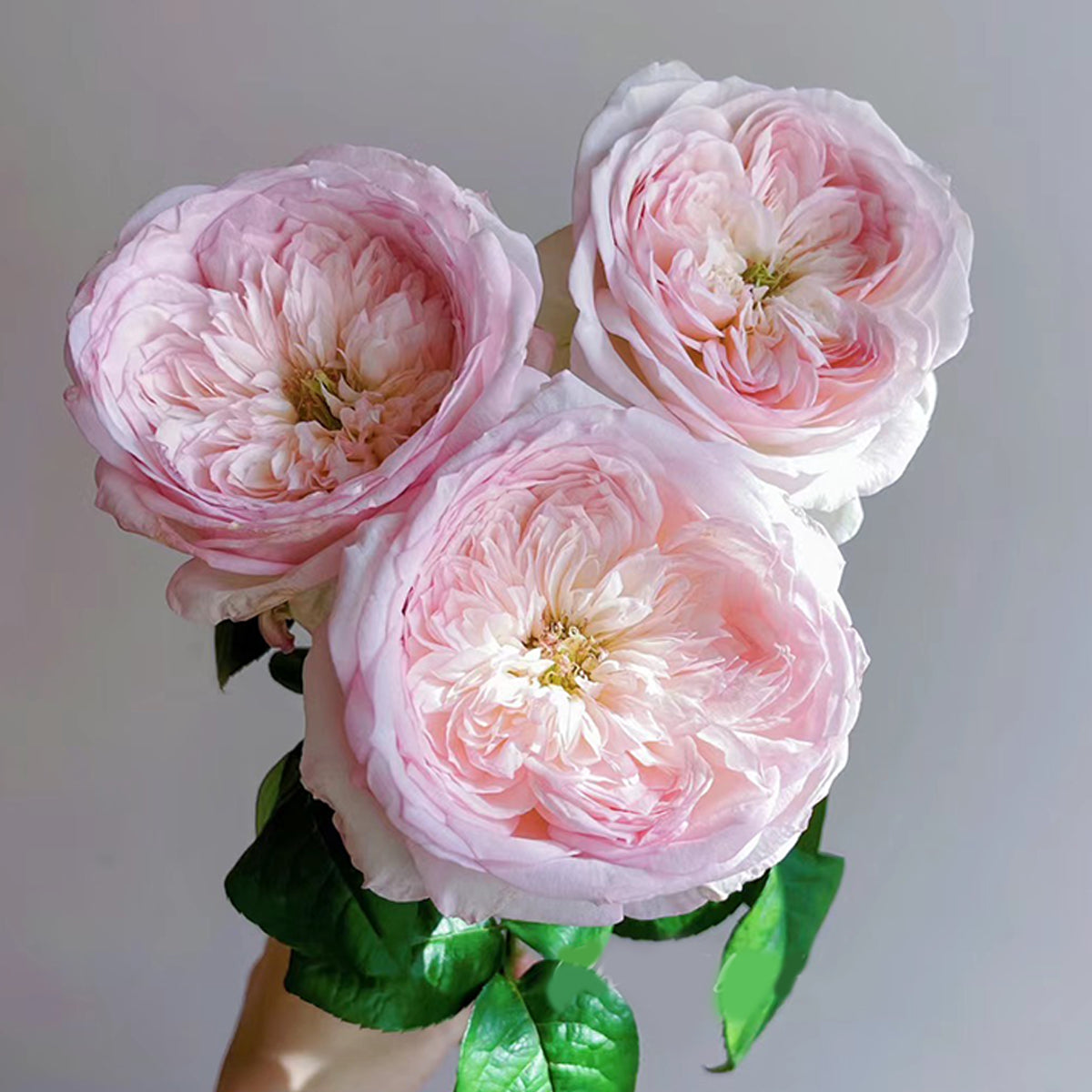Special Bride Dutch Wedding Florist Shrub Rose