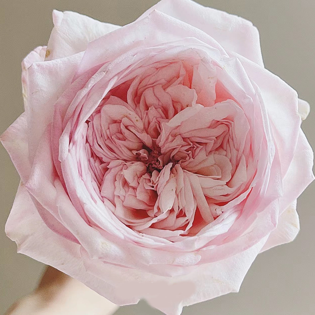 Special Bride Dutch Wedding Florist Shrub Rose