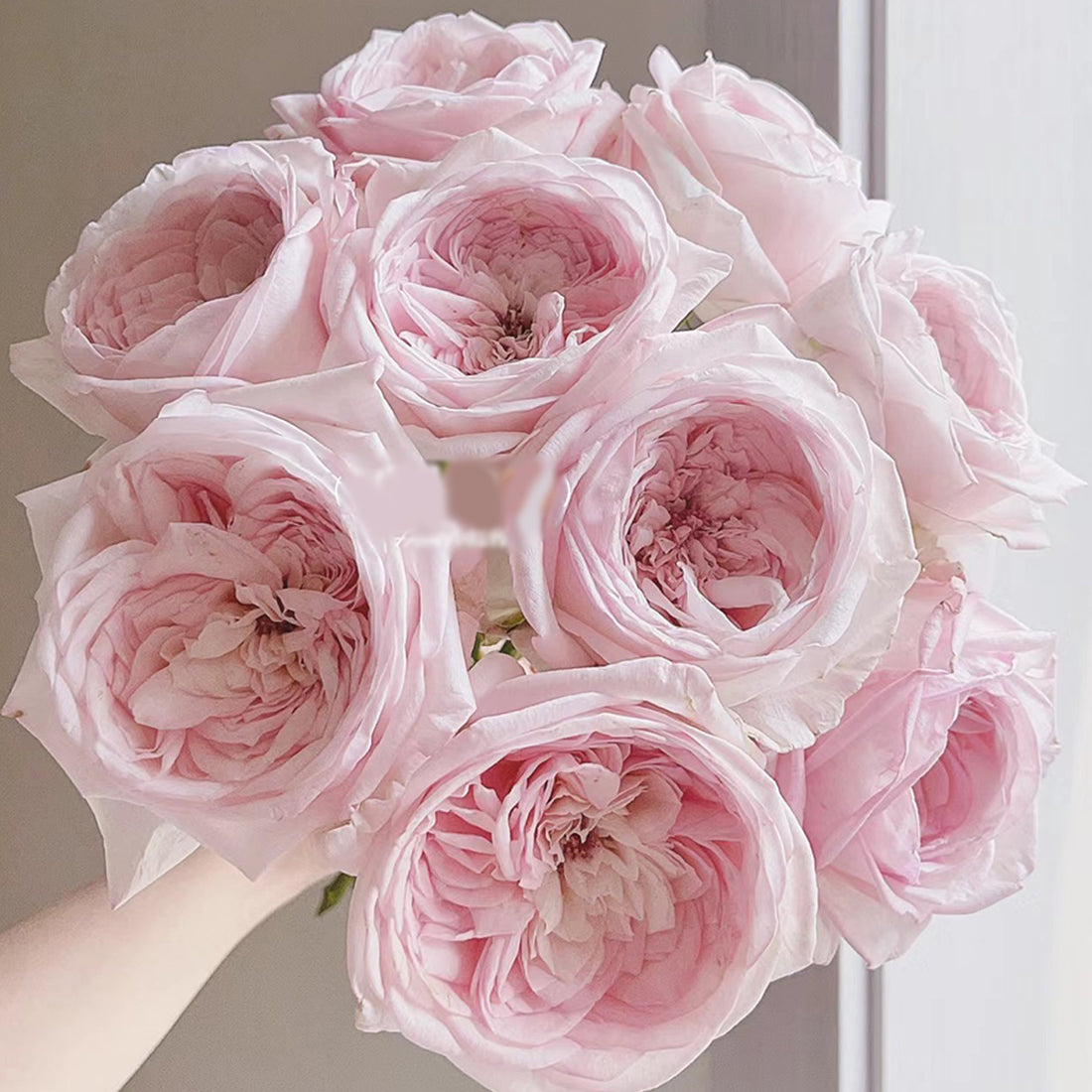 Special Bride Dutch Wedding Florist Shrub Rose