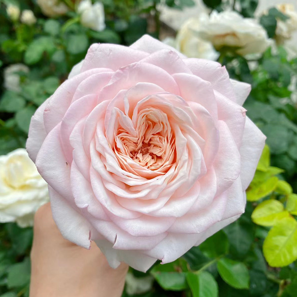 Special Bride Dutch Wedding Florist Shrub Rose