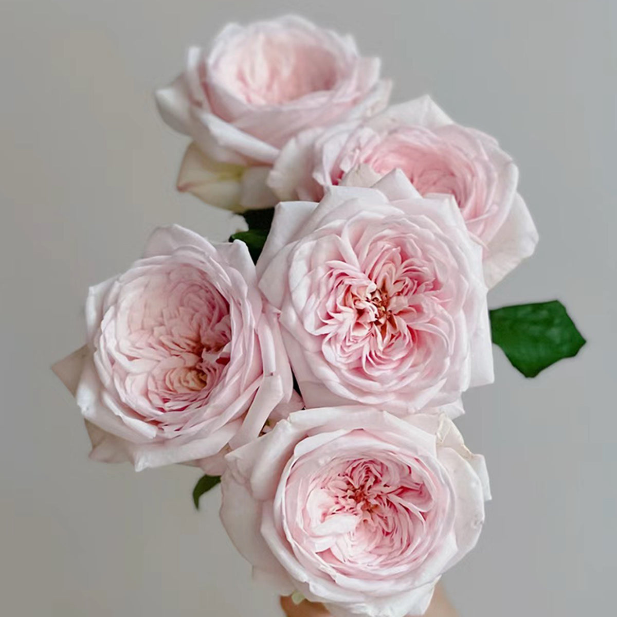 Special Bride Dutch Wedding Florist Shrub Rose