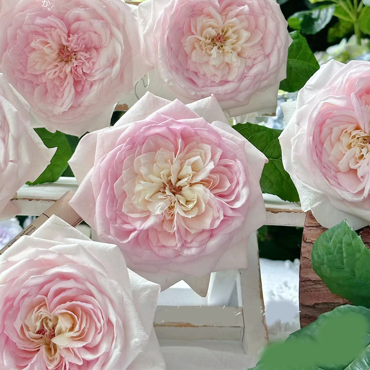 Special Bride Dutch Wedding Florist Shrub Rose