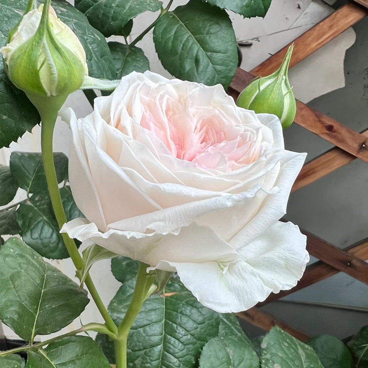 Special Bride Dutch Wedding Florist Shrub Rose