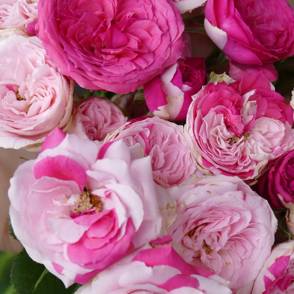 Dutch Florist Shrub Rose Inspired by Speckled Opal Gem