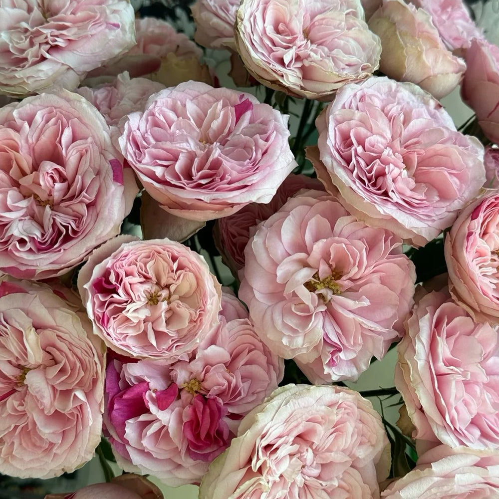 Dutch Florist Shrub Rose Inspired by Speckled Opal Gem