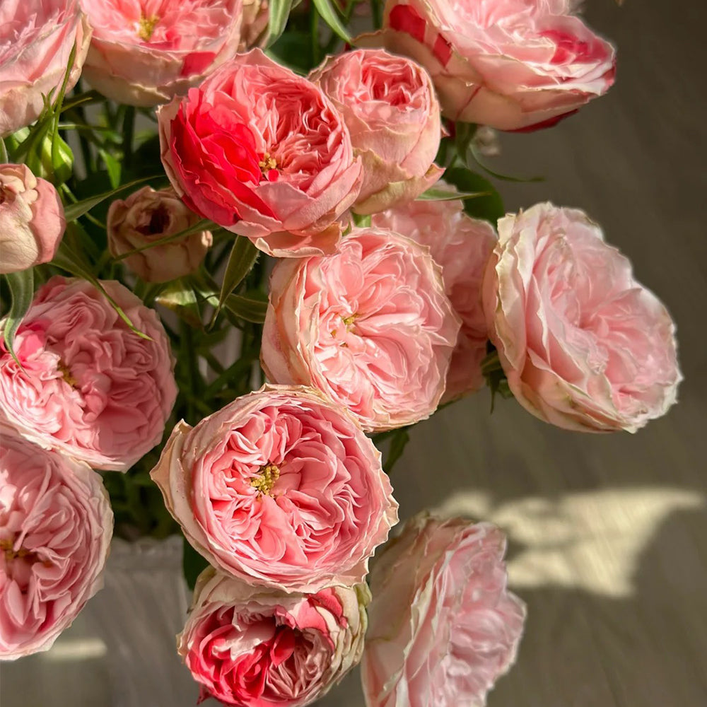 Dutch Florist Shrub Rose Inspired by Speckled Opal Gem