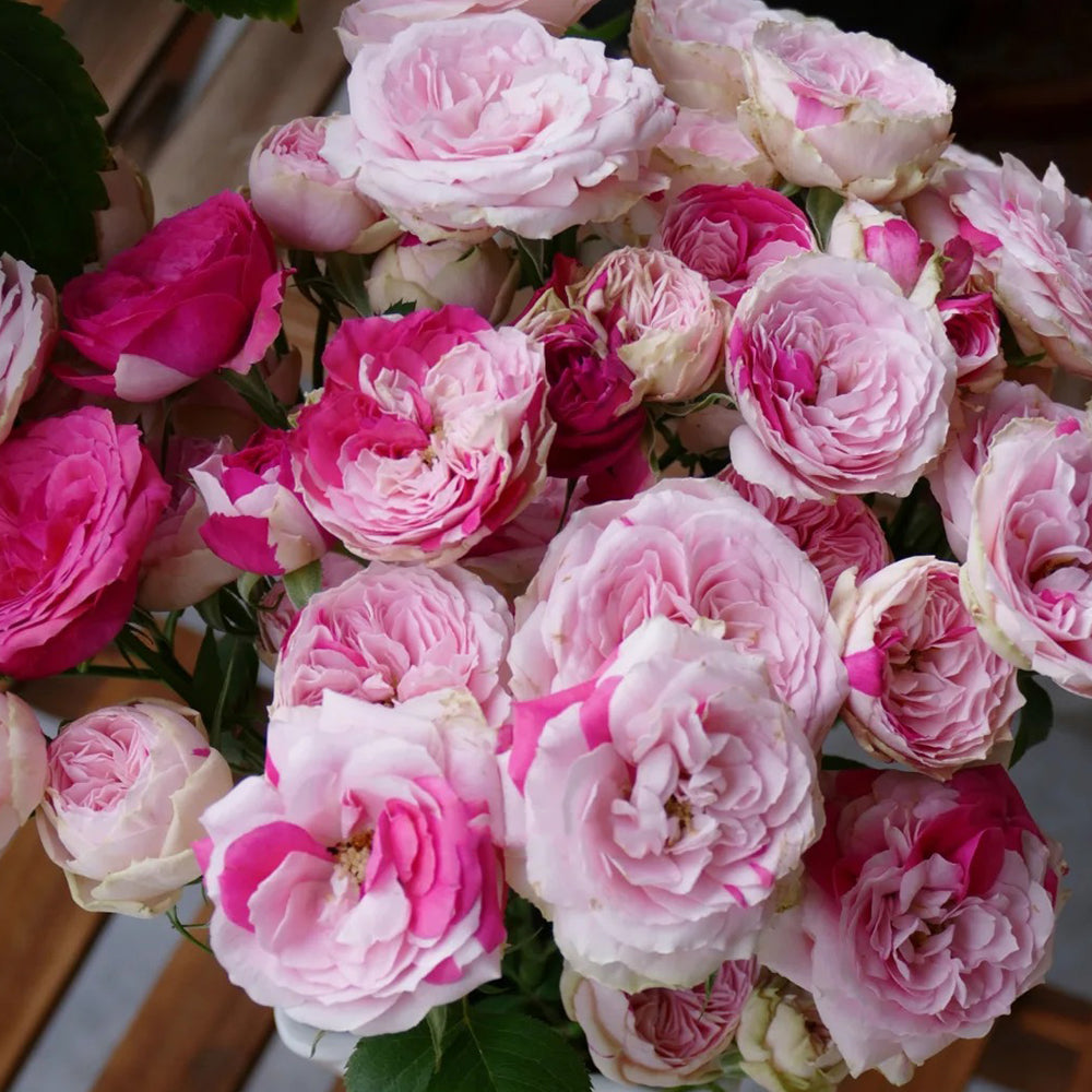Dutch Florist Shrub Rose Inspired by Speckled Opal Gem