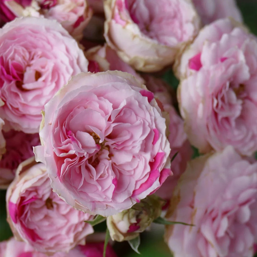 Dutch Florist Shrub Rose Inspired by Speckled Opal Gem