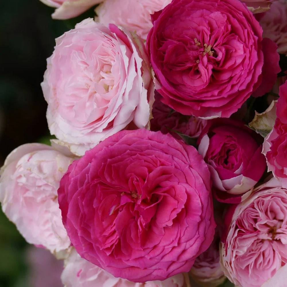 Dutch Florist Shrub Rose Inspired by Speckled Opal Gem