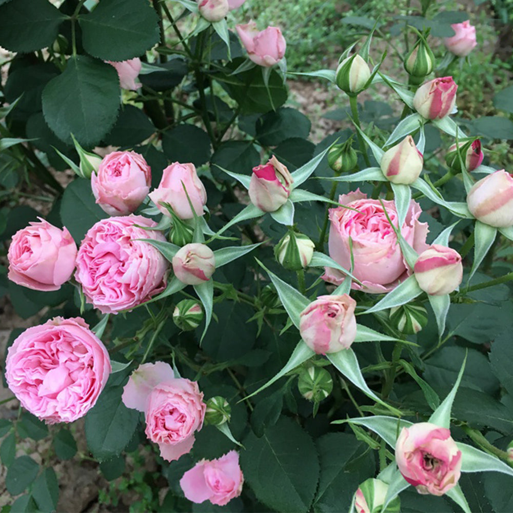 Dutch Florist Shrub Rose Inspired by Speckled Opal Gem