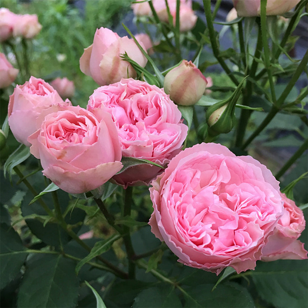 Dutch Florist Shrub Rose Inspired by Speckled Opal Gem
