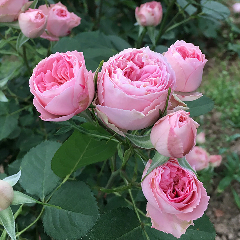Dutch Florist Shrub Rose Inspired by Speckled Opal Gem