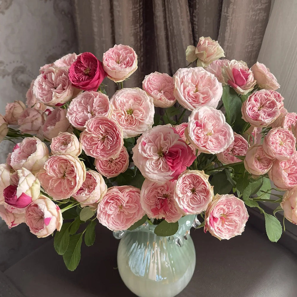 Dutch Florist Shrub Rose Inspired by Speckled Opal Gem