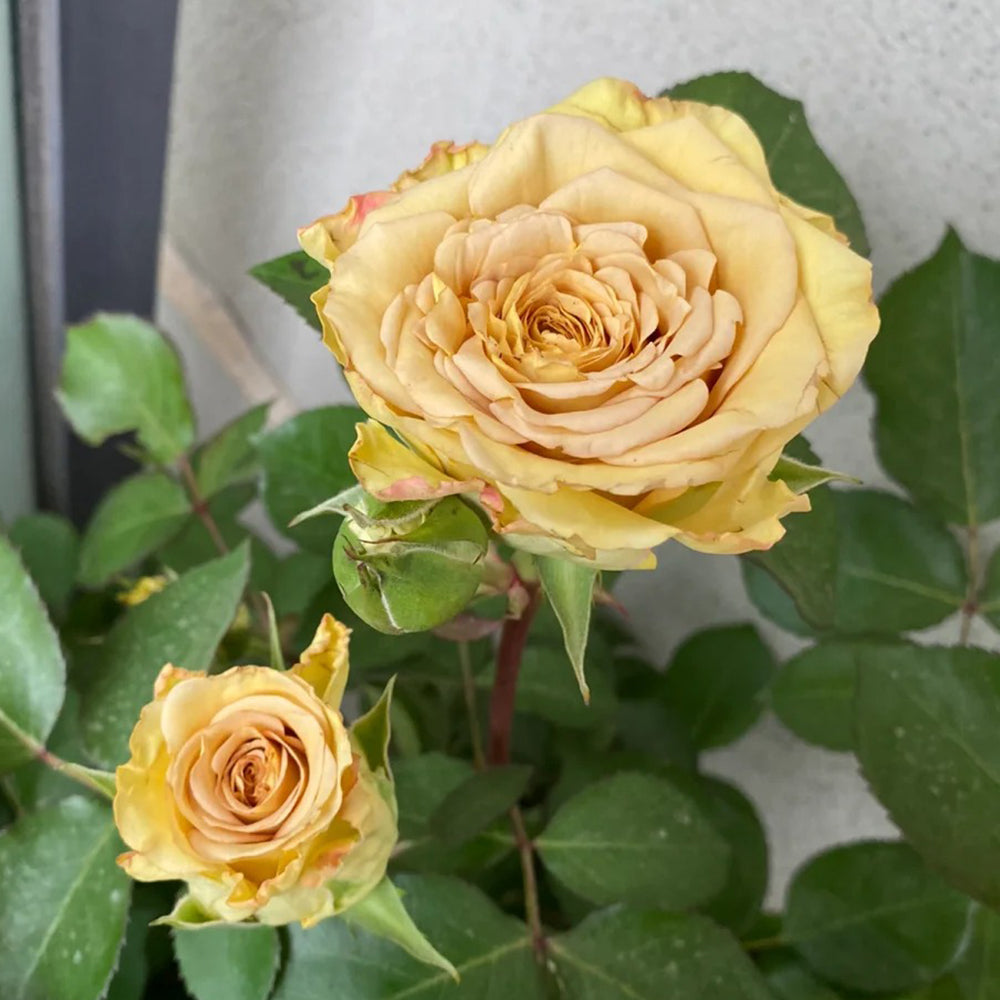 Dutch Florist Shrub Rose Inspired by Spoiler