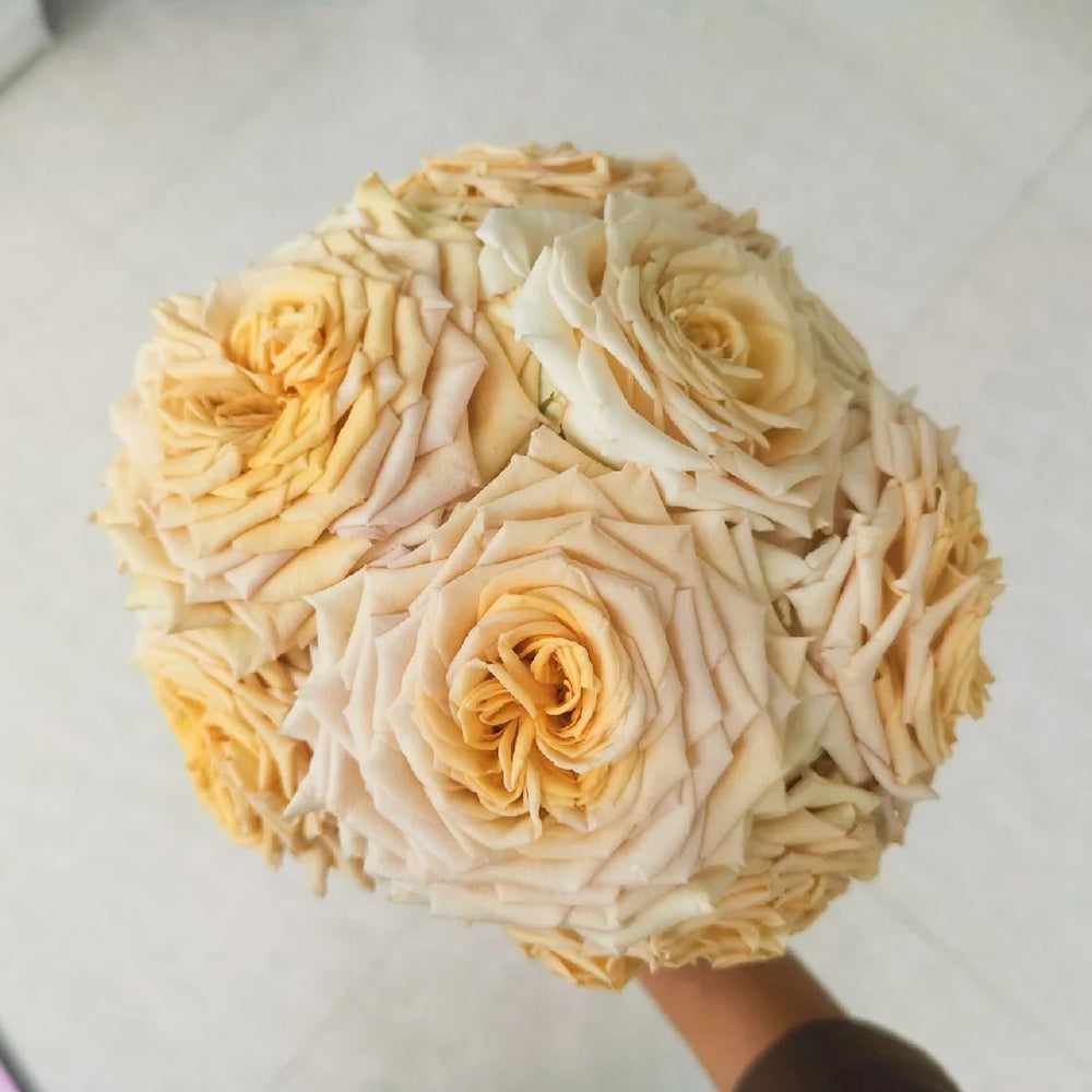 Dutch Florist Shrub Rose Inspired by Spoiler