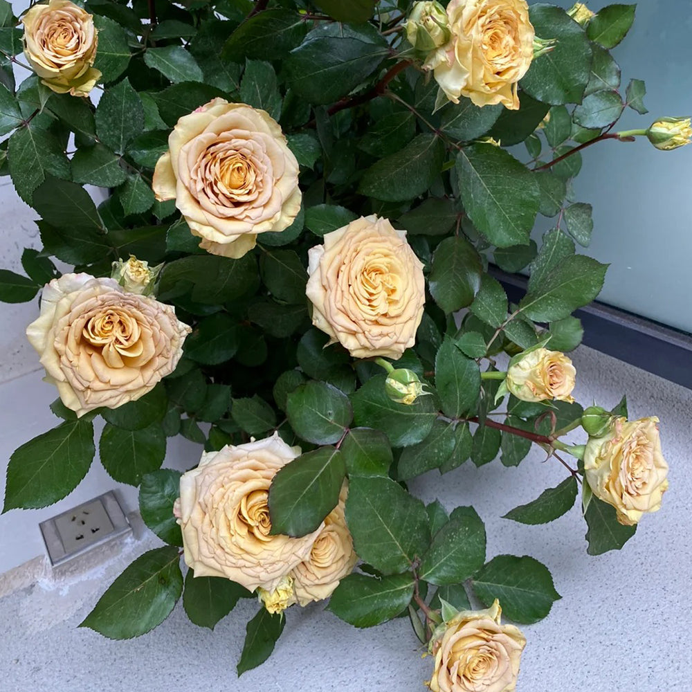Dutch Florist Shrub Rose Inspired by Spoiler