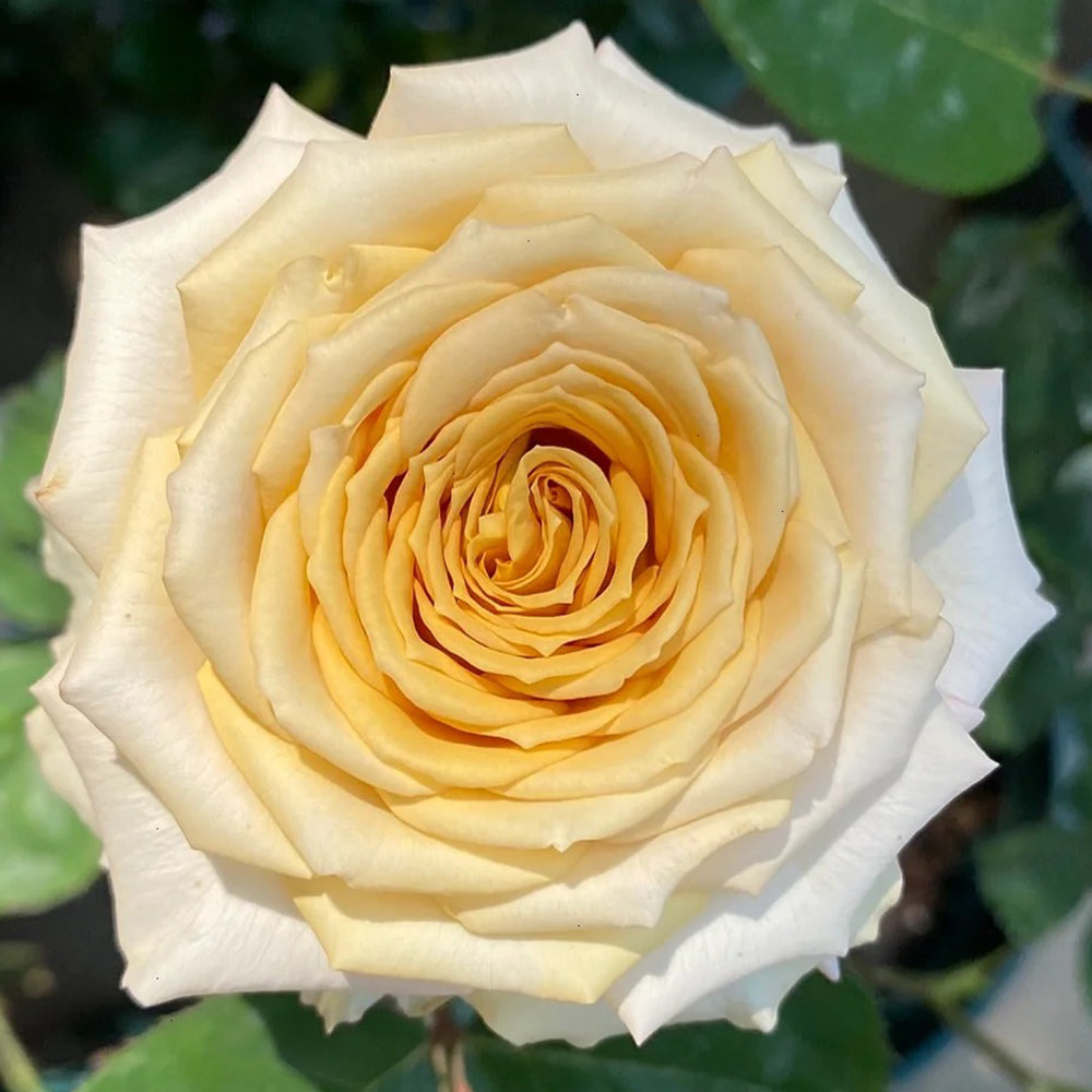 Dutch Florist Shrub Rose Inspired by Spoiler
