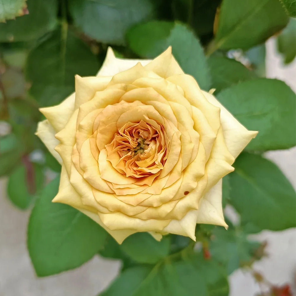 Dutch Florist Shrub Rose Inspired by Spoiler