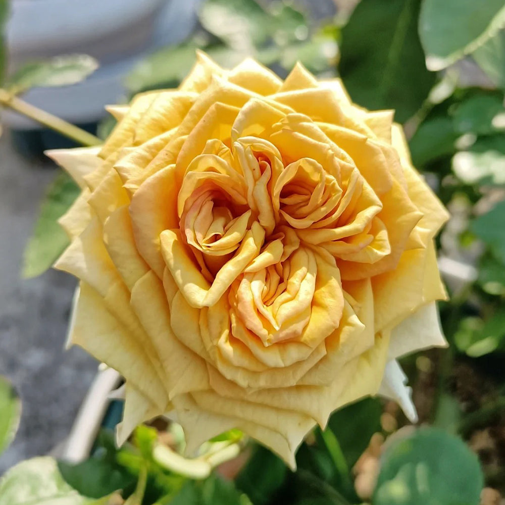 Dutch Florist Shrub Rose Inspired by Spoiler