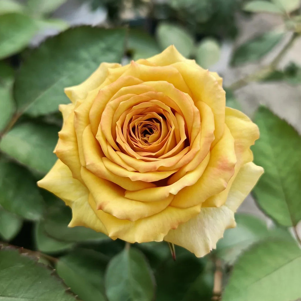 Dutch Florist Shrub Rose Inspired by Spoiler