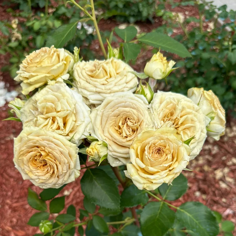 Dutch Florist Shrub Rose Inspired by Spoiler