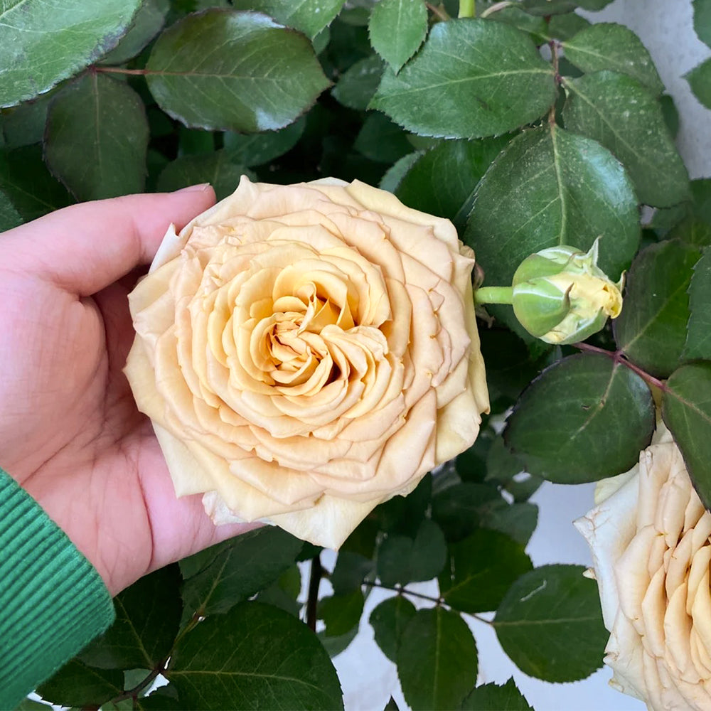 Dutch Florist Shrub Rose Inspired by Spoiler