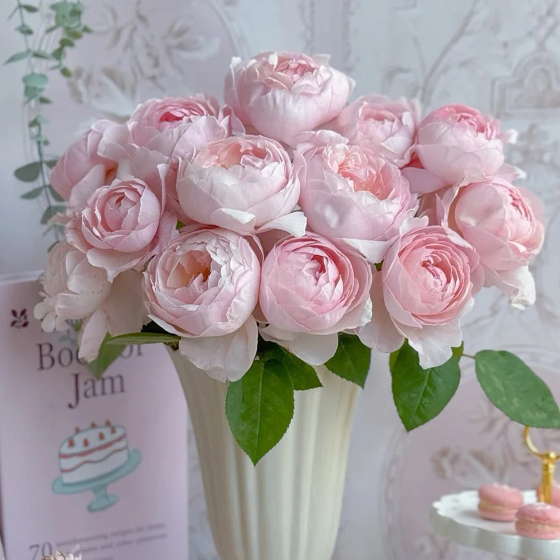 St. Cecilia English Florist Shrub Rose