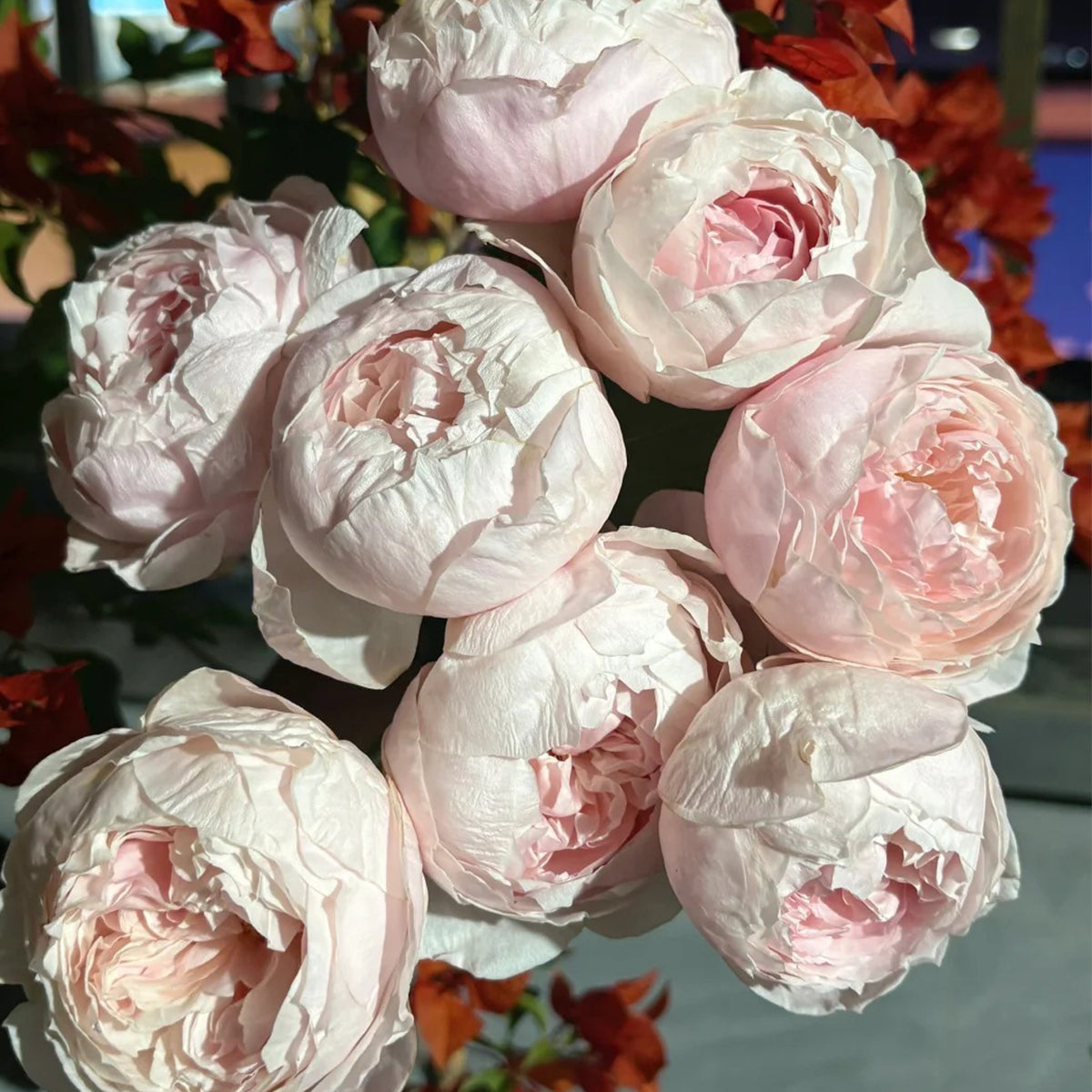 St. Cecilia English Florist Shrub Rose